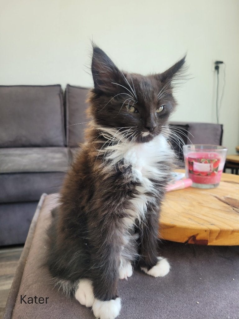 6 Maine Coon kruising kittens zoeken thuis, Meerdere dieren, Ontwormd, 0 tot 2 jaar