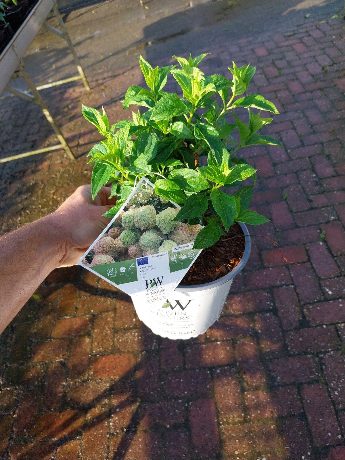 Hortensia Little Lime - Compacte en kleurrijke blikvanger, Tuin en Terras, Vaste plant, Halfschaduw, Zomer, Ophalen