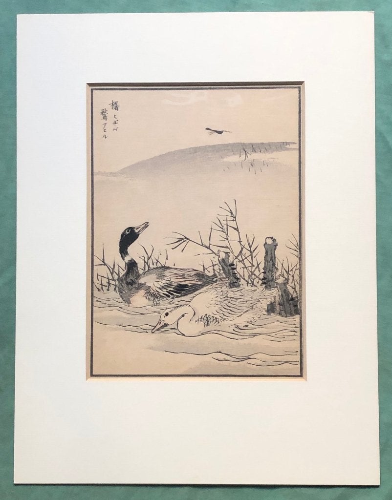 Japanse houtsnede Kikuchi Hobun Eenden, Met passe-partout, 1800 - 1899, Ophalen of Verzenden, Houtsnede
