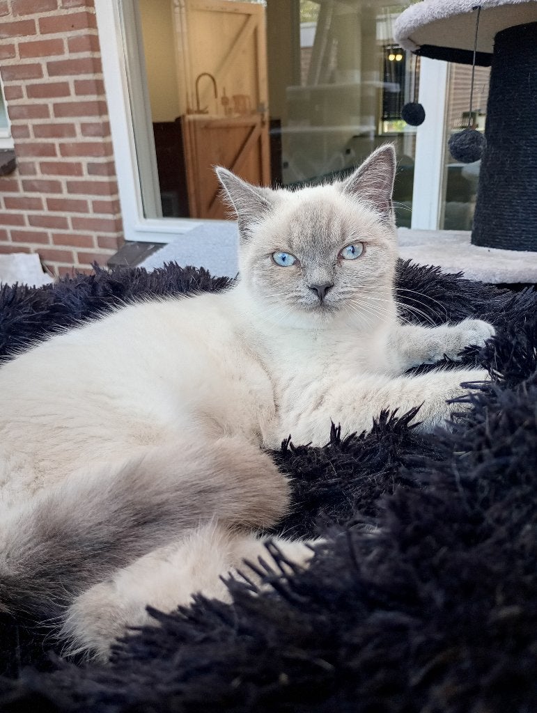 Super lieve Britse korthaar blue piont, Poes, Gechipt, 0 tot 2 jaar