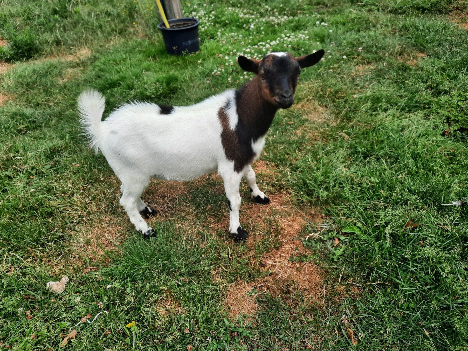 Te koop geitje., Dieren en Toebehoren, Schapen, Geiten en Varkens, Mannelijk, Geit