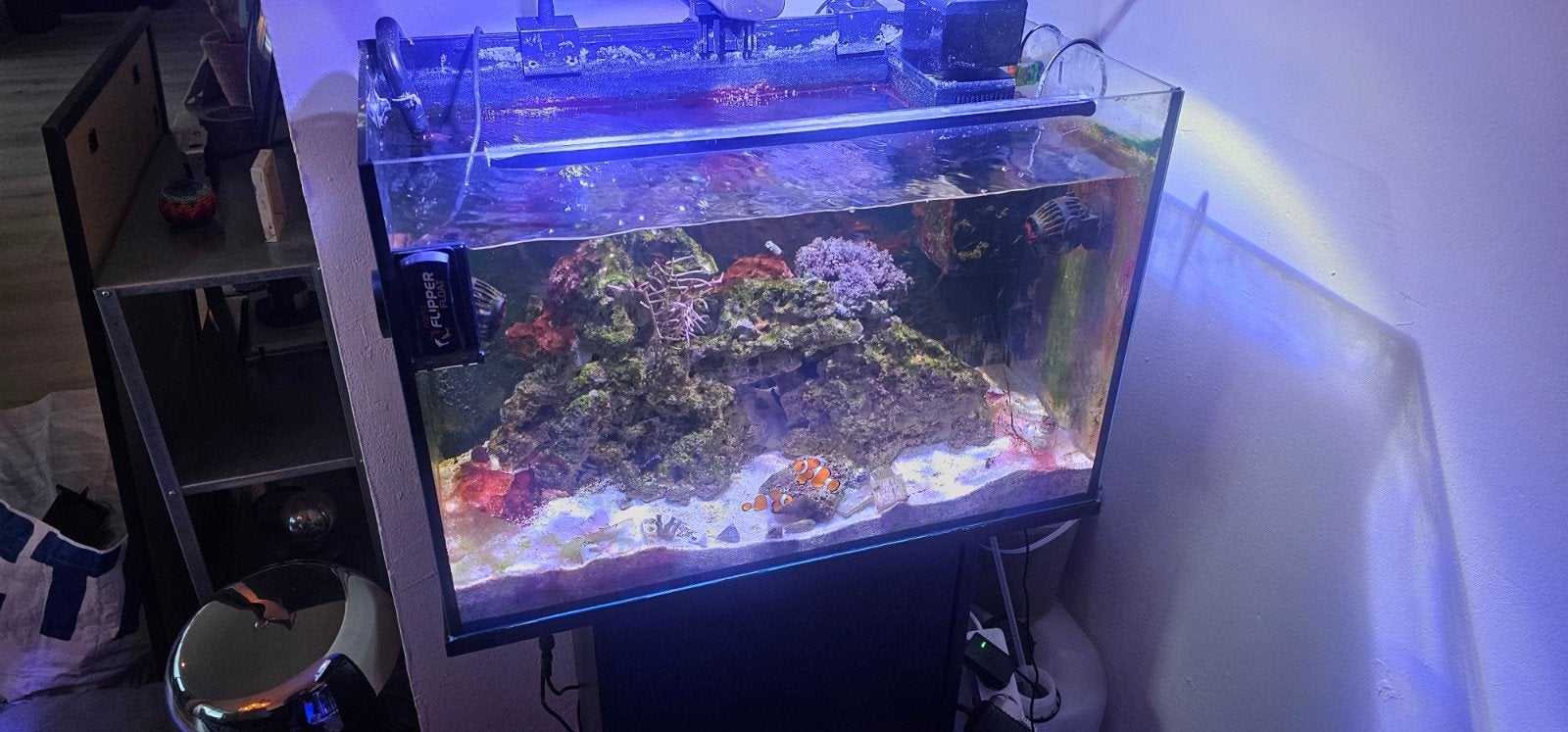 Compleet zeeaquarium / nano reef 72L incl. verlichting, skim, Dieren en Toebehoren, Vissen | Aquaria en Toebehoren, Ophalen, Zo goed als nieuw