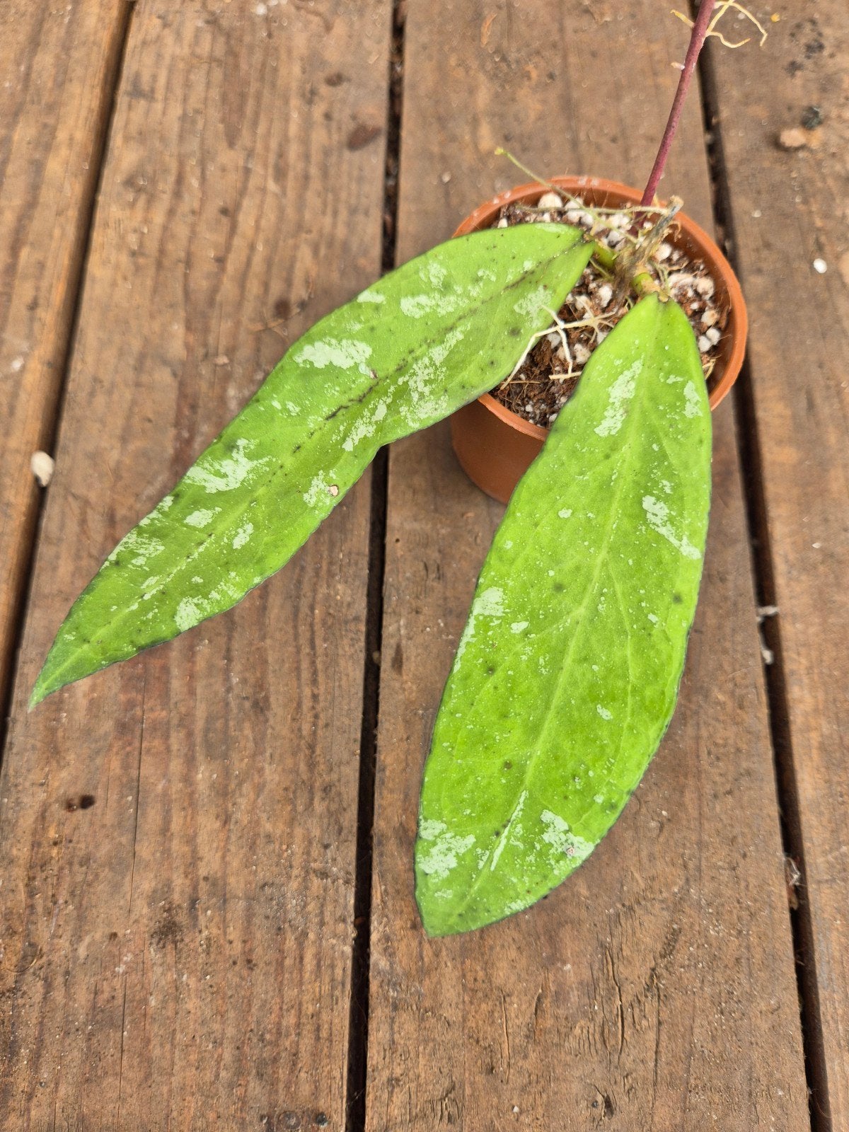 Hoya Kaikoeana sp.  Dahlia p6 (3), Ophalen of Verzenden, Halfschaduw, Minder dan 100 cm
