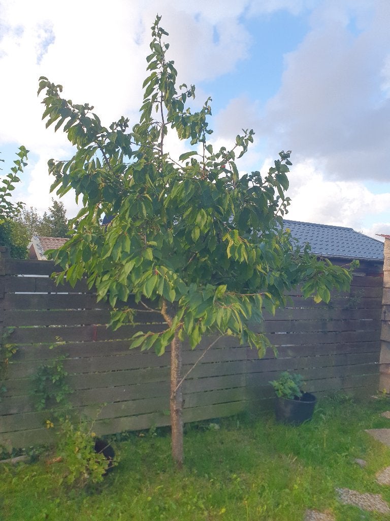 Kersenboom Zoetzure fruit, Ophalen, 250 tot 400 cm, Kersenboom, Zomer