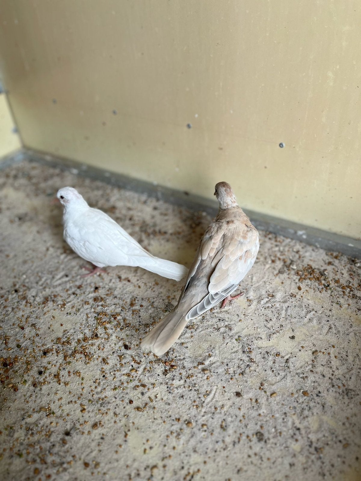 Twee mooie tortelduifjes, Geslacht onbekend, Tortelduif