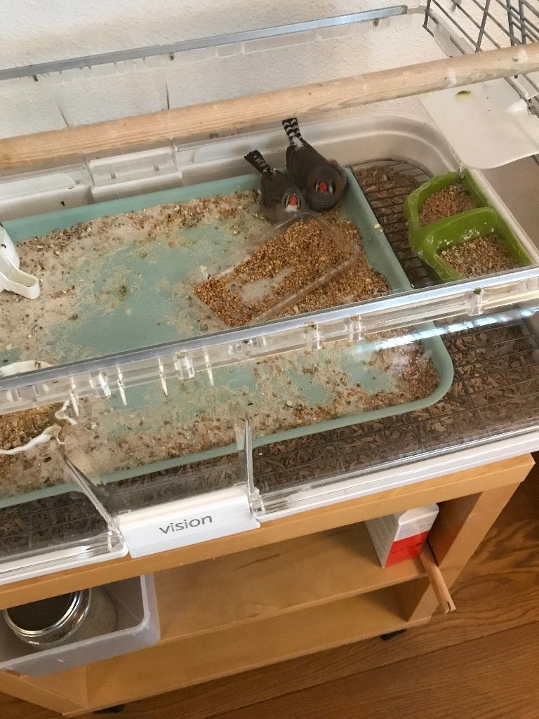 Zeebravinkjes, gratis af te halen., Dieren en Toebehoren, Mannelijk, Tropenvogel, Geringd