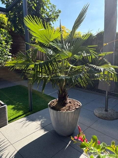 Palmboom (Wagner) Trachycarpus Wagnerianus 200 cm hoog, 100 tot 250 cm, Zomer, Palmboom, Ophalen