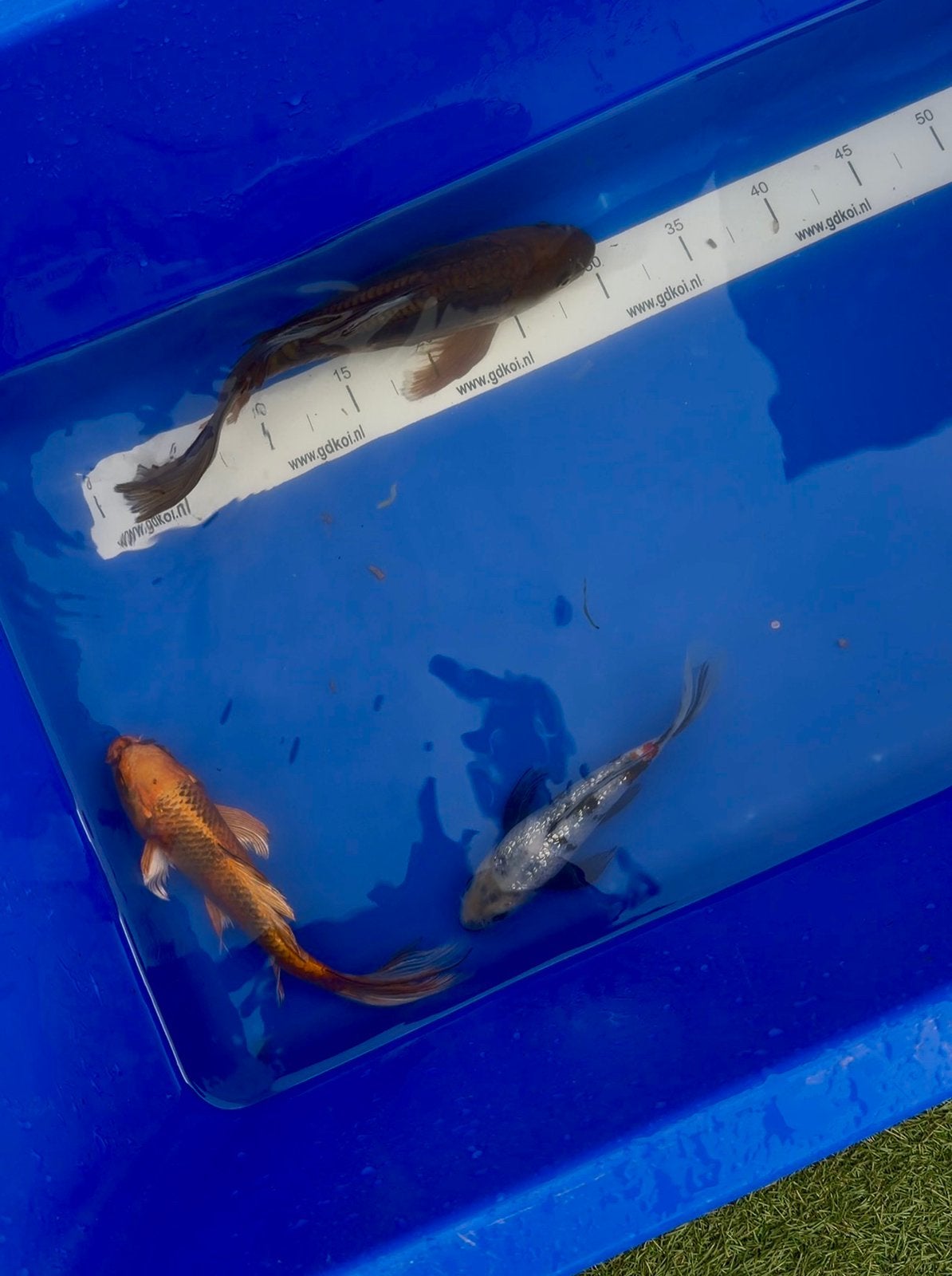 Butterfly koi mix, Karper of Koi
