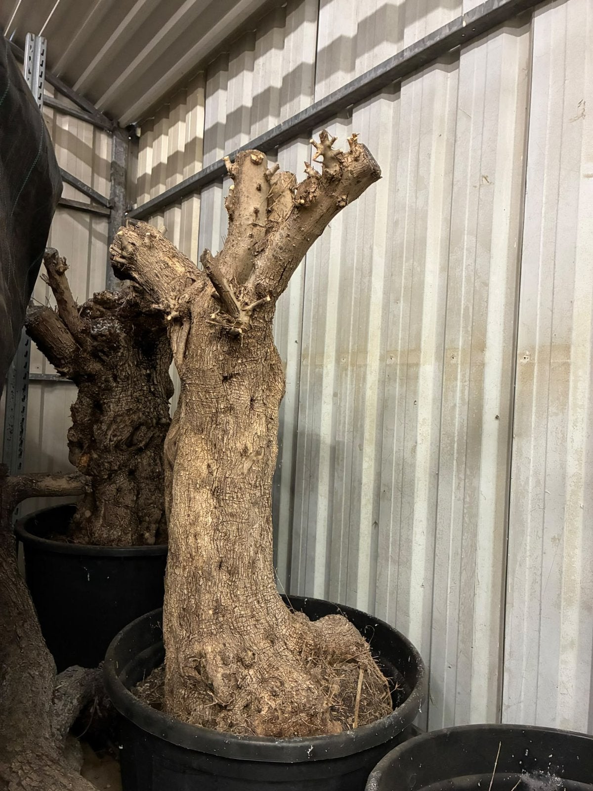 Oude olijfboomstam – decoratie / kunstboom / zijden bloemen, Ophalen, Halfschaduw, Overige soorten