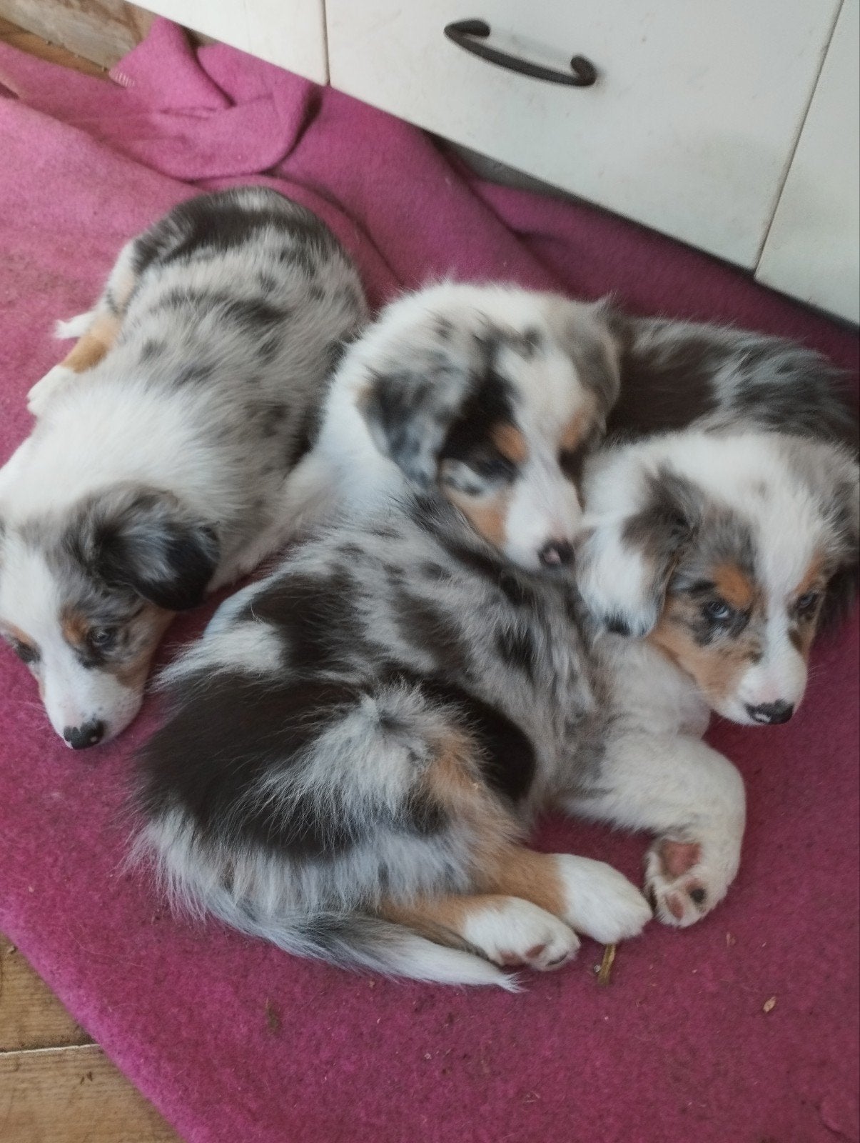 Shepherd x Collies, Dieren en Toebehoren, 8 tot 15 weken, Meerdere, Meerdere dieren, CDV (hondenziekte)