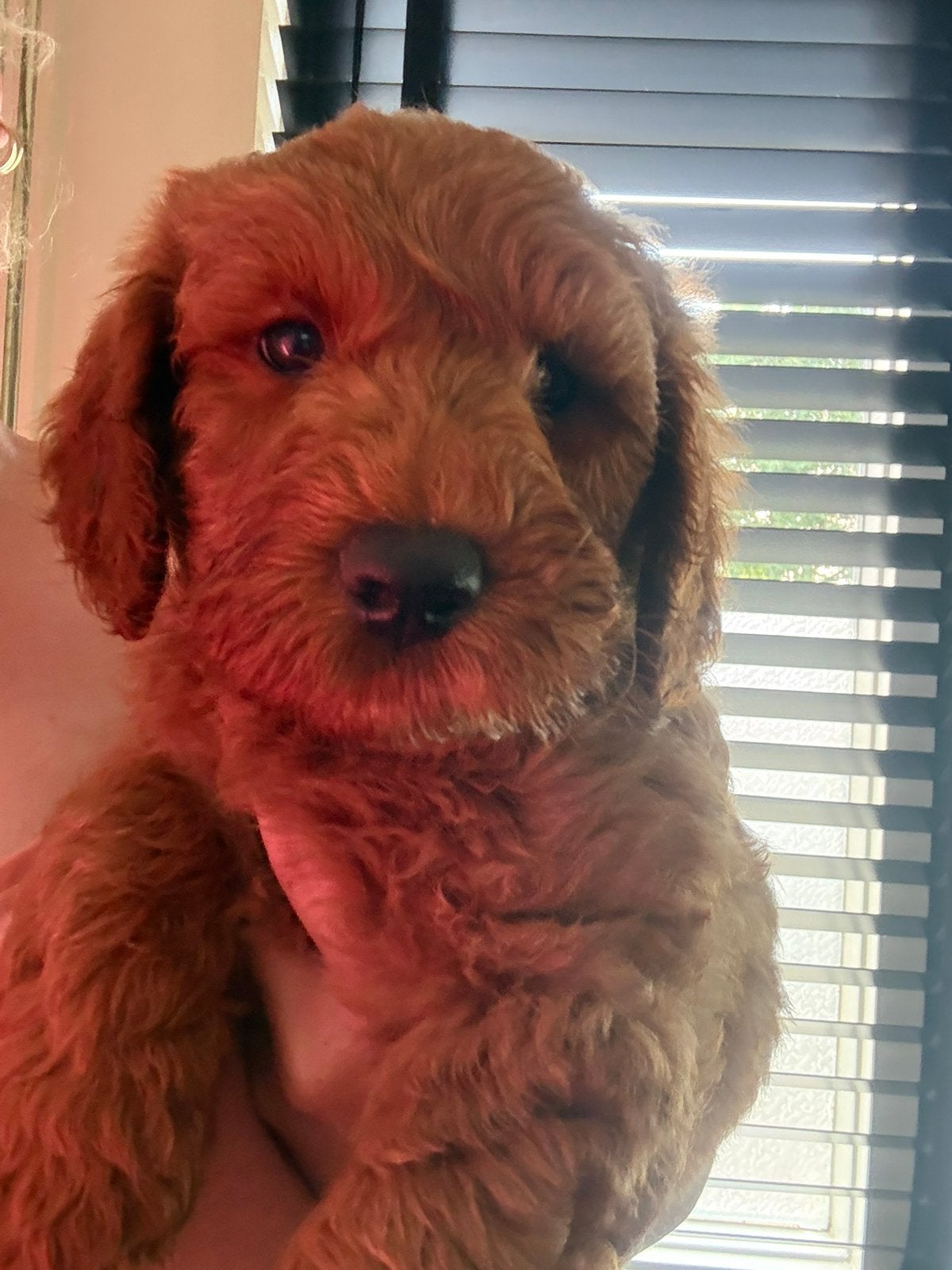 Australian labradoodlle pups, 8 tot 15 weken, Parvo, Meerdere, Meerdere dieren