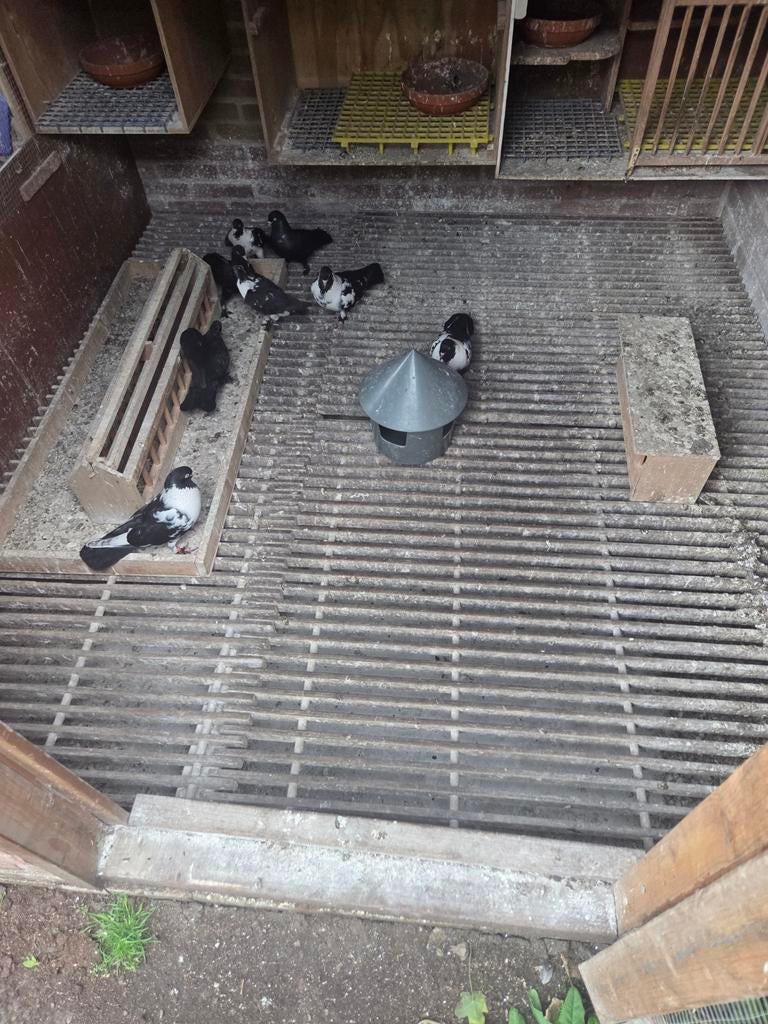 Roosters en duivenhokken, Dieren en Toebehoren, Vogels | Hokken en Kooien, Ophalen of Verzenden, Hout, Vogelkooi
