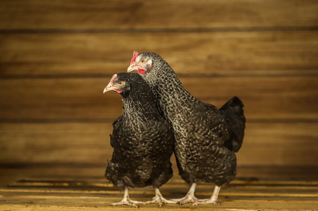 Sussex kippen | Koekoeks kleurslag | Goede legger, Vrouwelijk, Kip