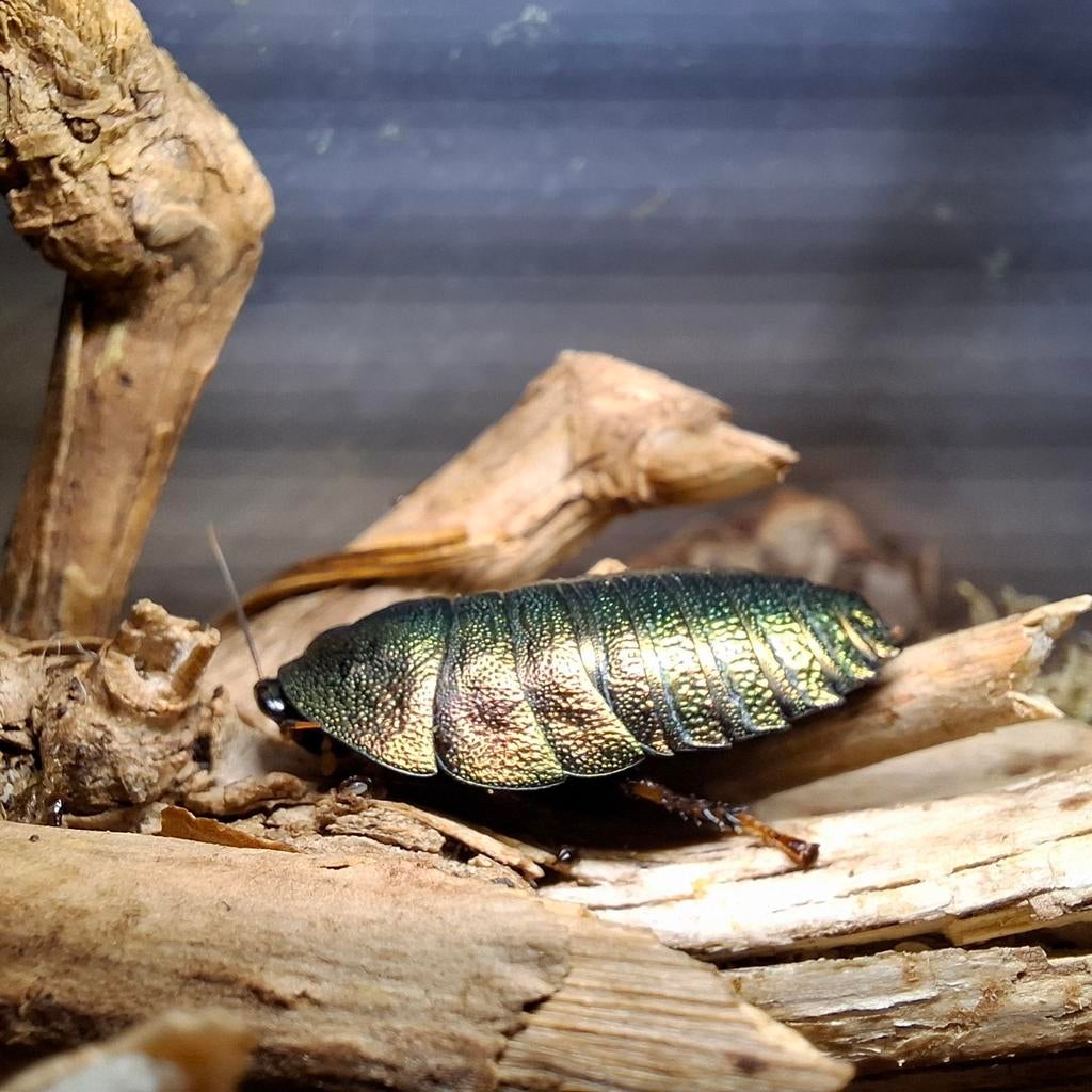 Emerald roach smaragd kakkerlak kweekgroep, Dieren en Toebehoren, Insecten en Spinnen, Wandelende tak