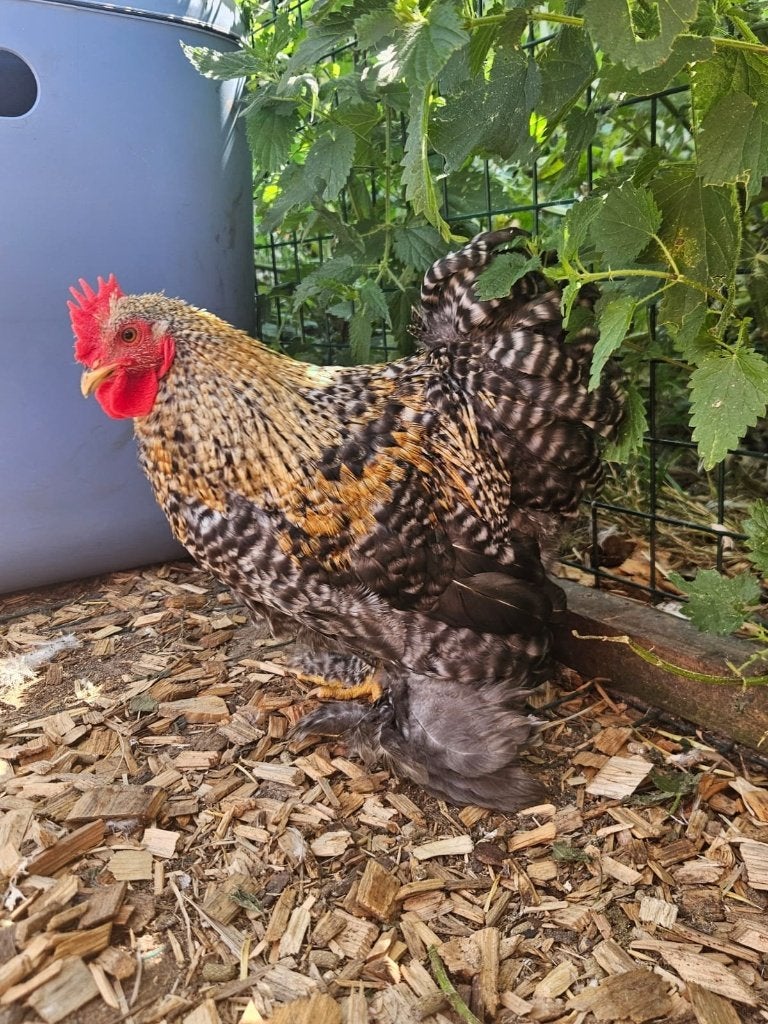 Beagle zoekt een huisje! (Kriel), Mannelijk, Kip