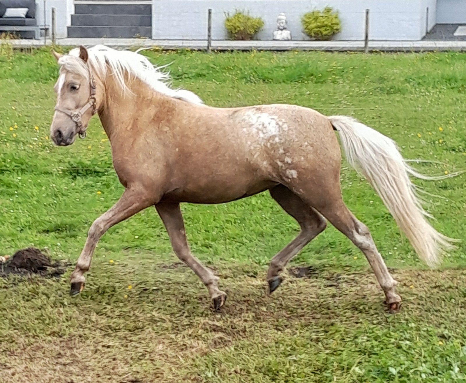 Mooie 3 jarige palomino Welsh merrie., Merrie, Dressuurpony, A pony (tot 1.17m), 3 tot 6 jaar