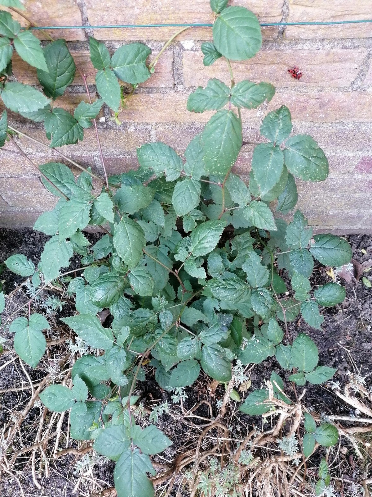 Braam plantjes zonder stekels - Fruitplanten, Ophalen, Volle zon, Vaste plant, Zomer