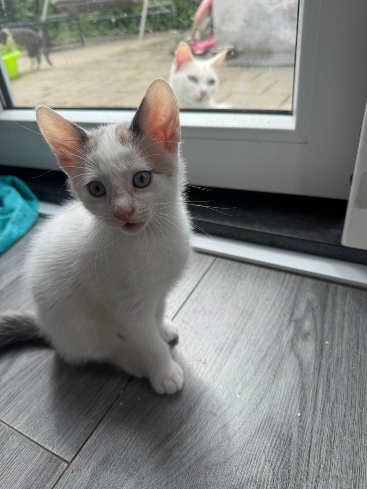 Kittens, Meerdere dieren