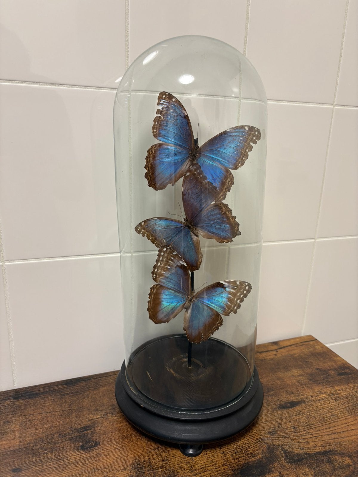 Geprepareerde vlinders in een antieke stolp, Ophalen, Insect, Opgezet dier
