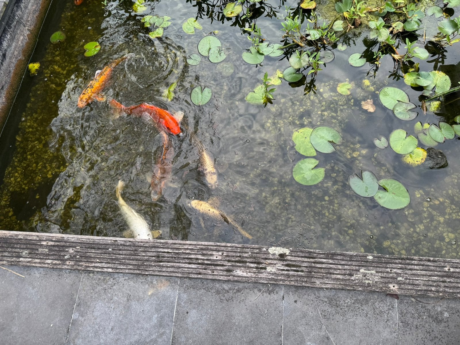 Koikarpers, Karper of Koi