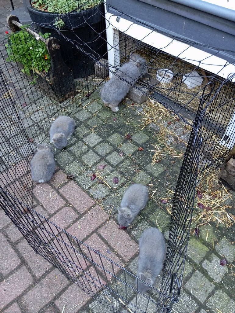 Konijntjes, Dieren en Toebehoren, Konijnen, Meerdere dieren, Klein, 0 tot 2 jaar