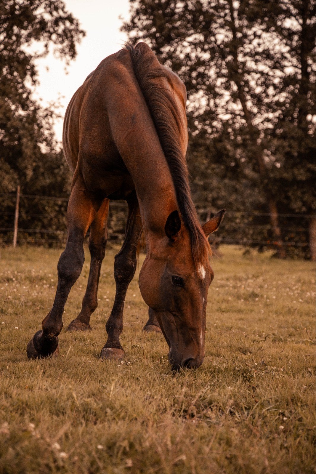 Super lieve merrie te koop, Dieren en Toebehoren, Merrie, E pony (1.48m - 1.57m), Recreatiepony, 11 jaar of ouder