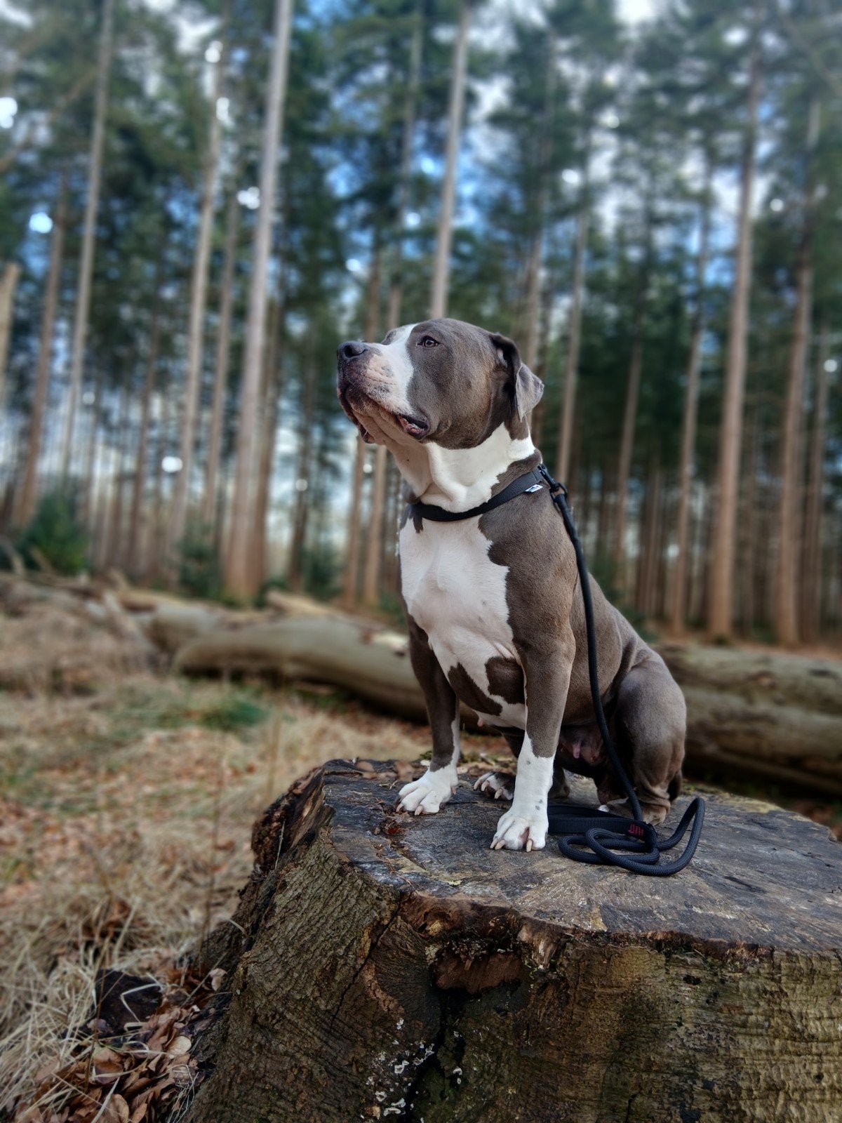 Bully xl, CDV (hondenziekte), Teef, Eén hond, 3 tot 5 jaar