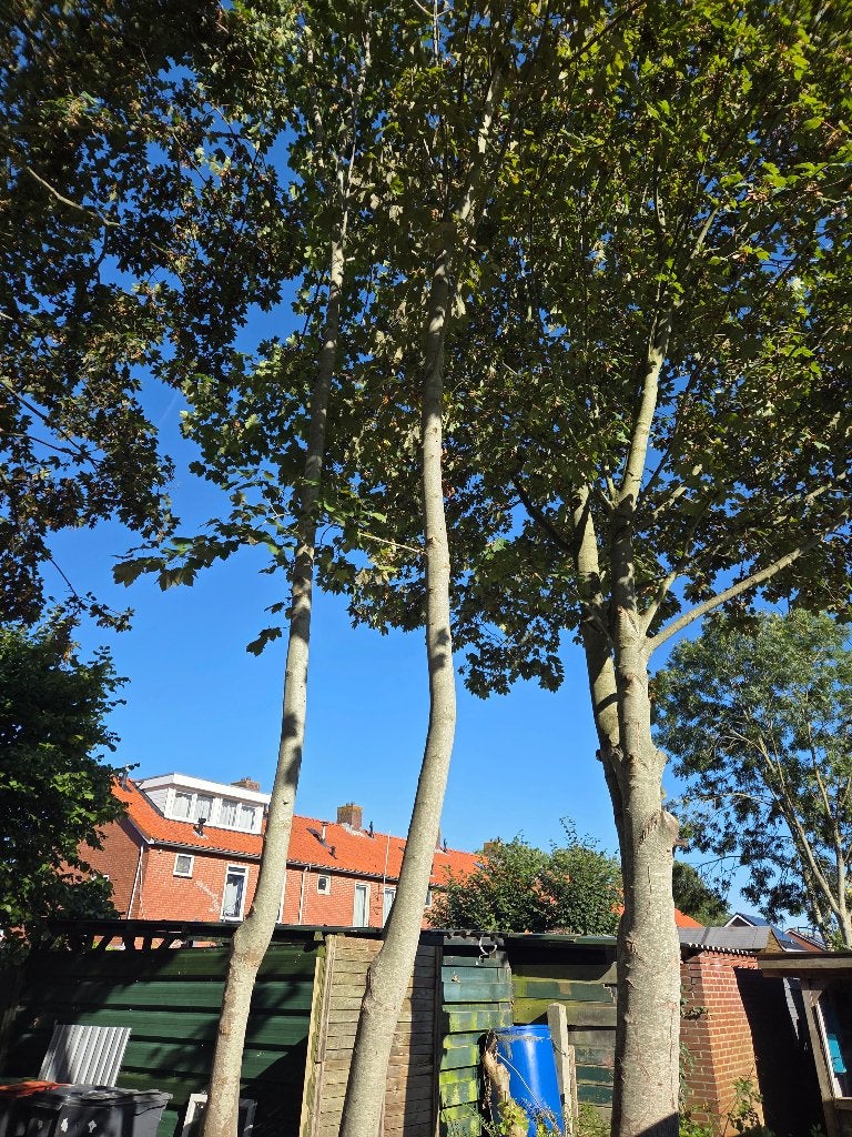 gratis brandhout zelf zagen, 3 tot 6 m³, Ophalen, Essenhout, Stammen