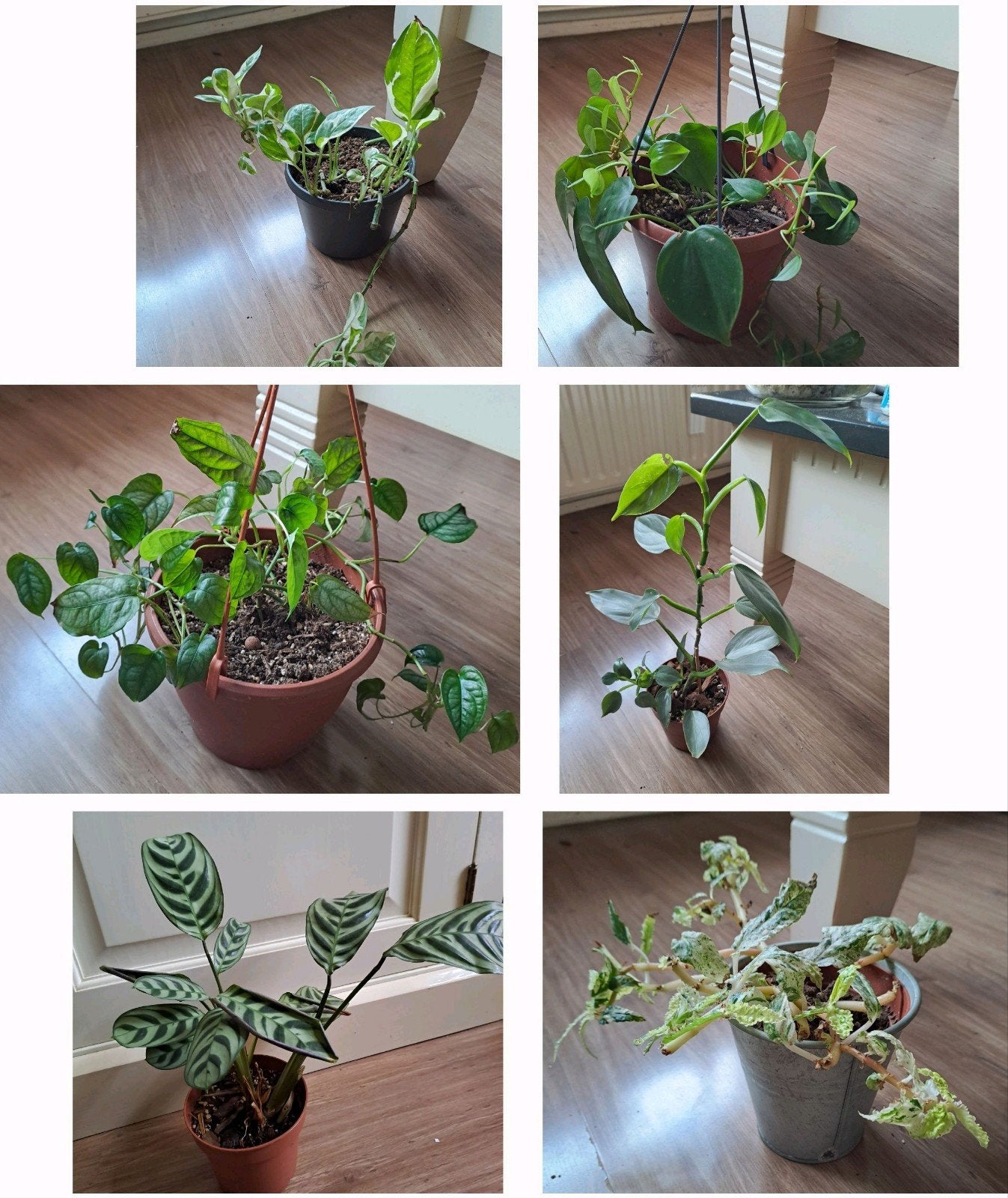 Partij kamerplanten div. soorten en maten Philodendron, Ophalen, Overige soorten, Halfschaduw, Minder dan 100 cm