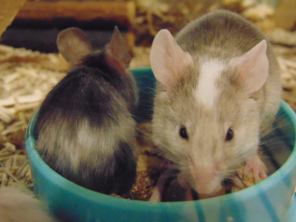 Tamme jonge muizen in Assen., Dieren en Toebehoren, Knaagdieren, April, Muis, Vrouwelijk, Tam
