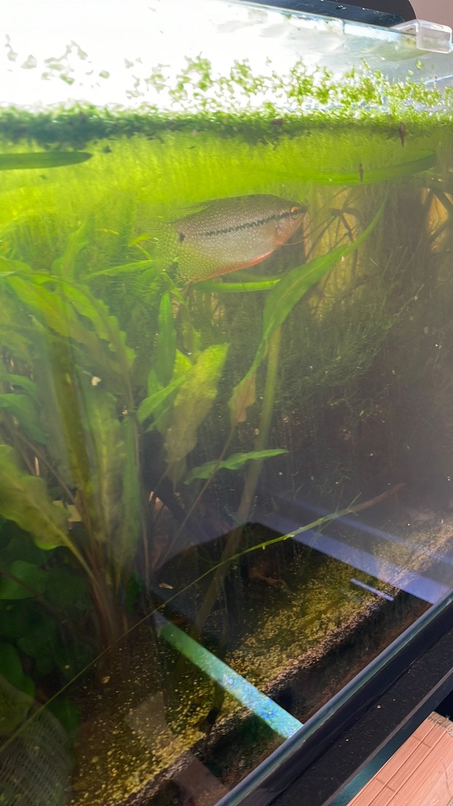 2 gouramis 2.50 per stuk, Vis
