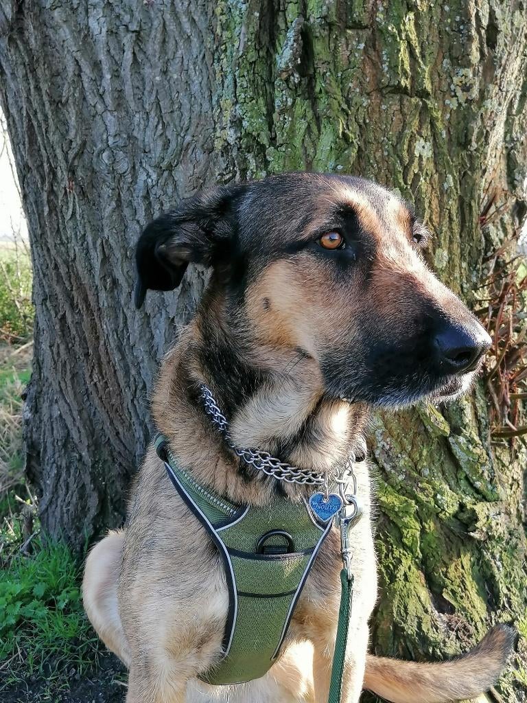 Help Pets Adoptie Herder, Alabay, Moskou Waakhond en Kangal, Particulier, Overige rassen, Buitenland, Parvo
