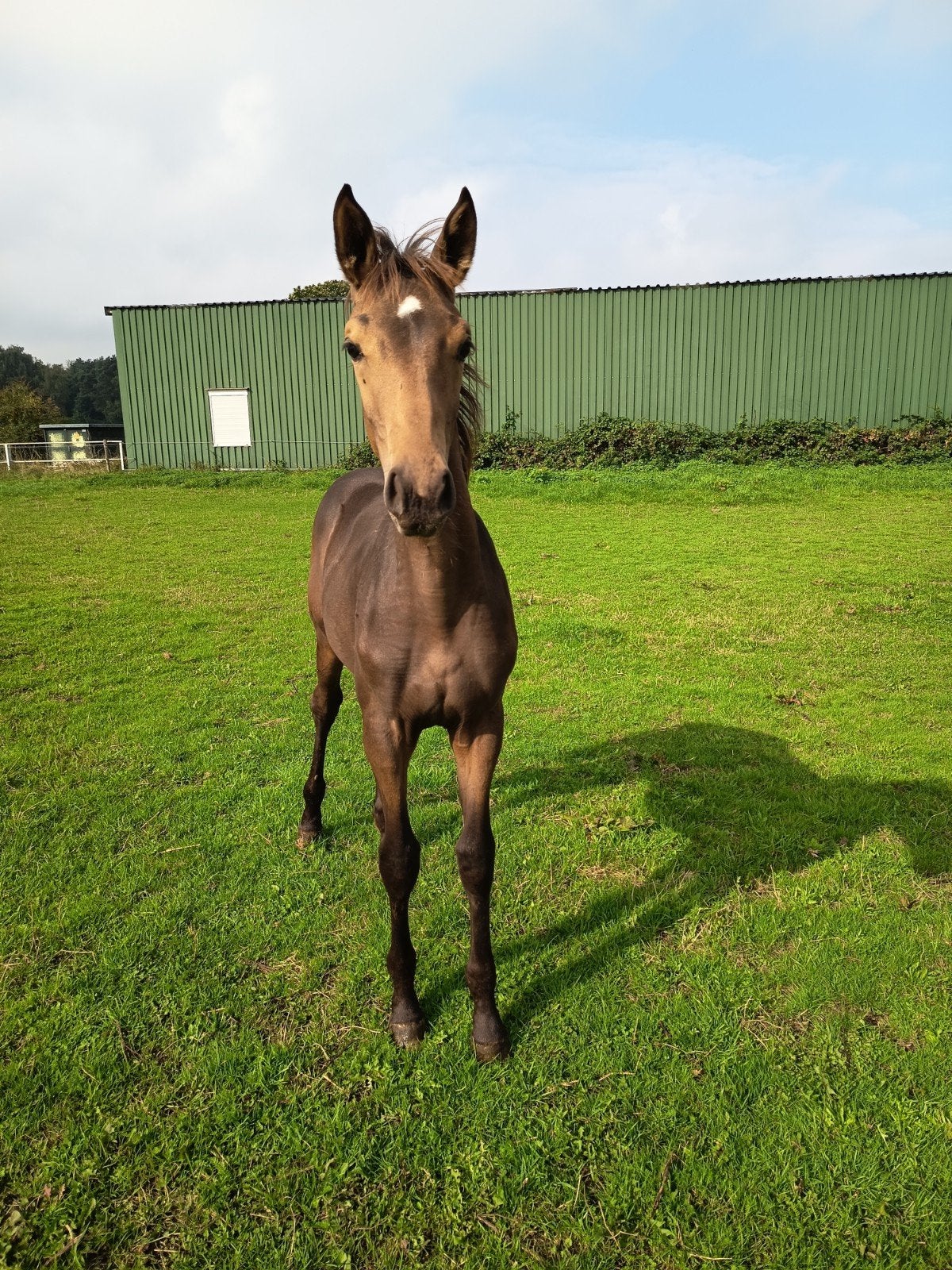 Goed bewegende lieve donkere valk merrie, Dieren en Toebehoren, Paarden, Merrie, Niet van toepassing, Minder dan 160 cm, 0 tot 2 jaar