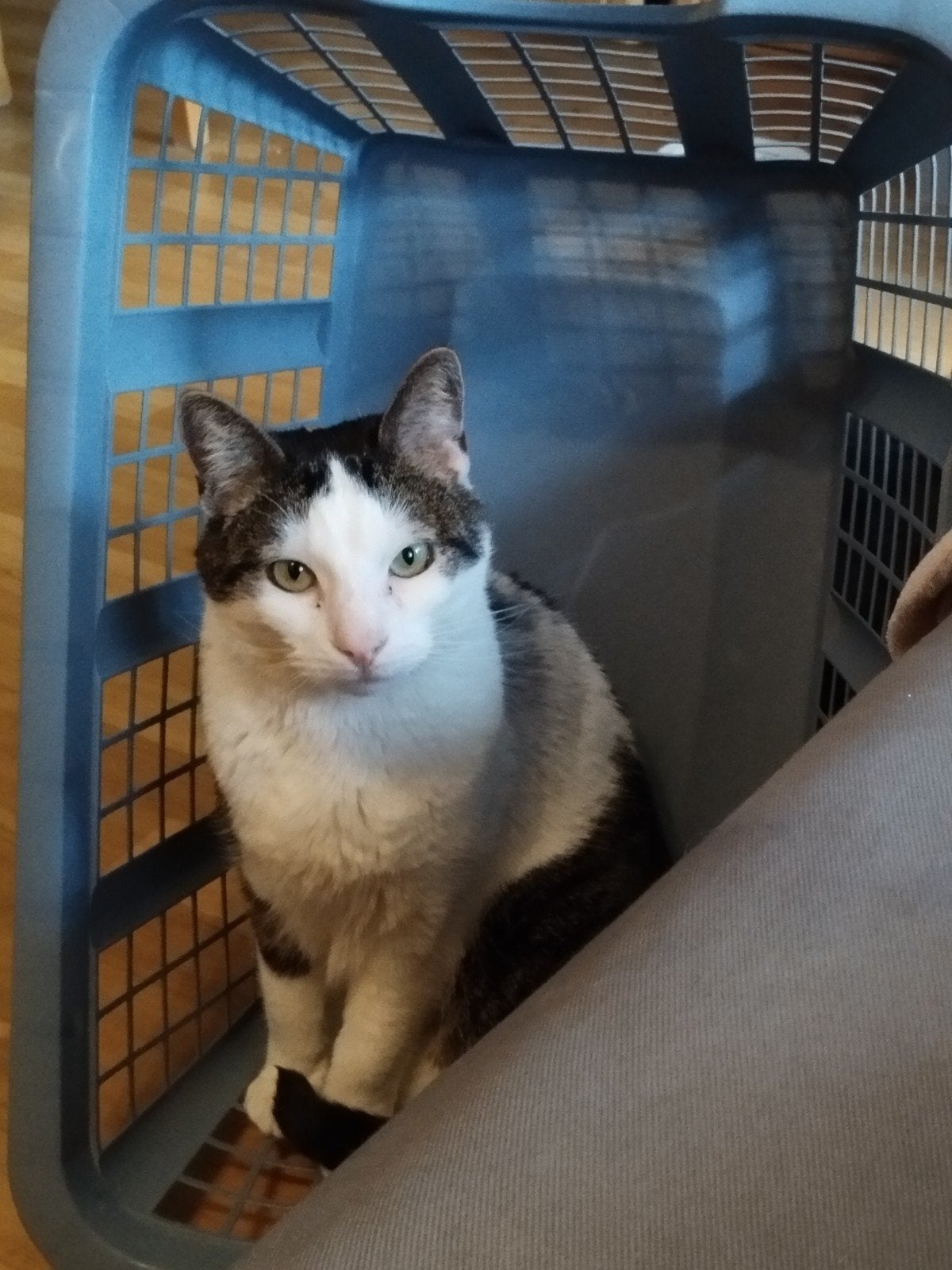 Swiebertje en Loki zoeken een huisje, Kater, Kortharig, 6 jaar of ouder