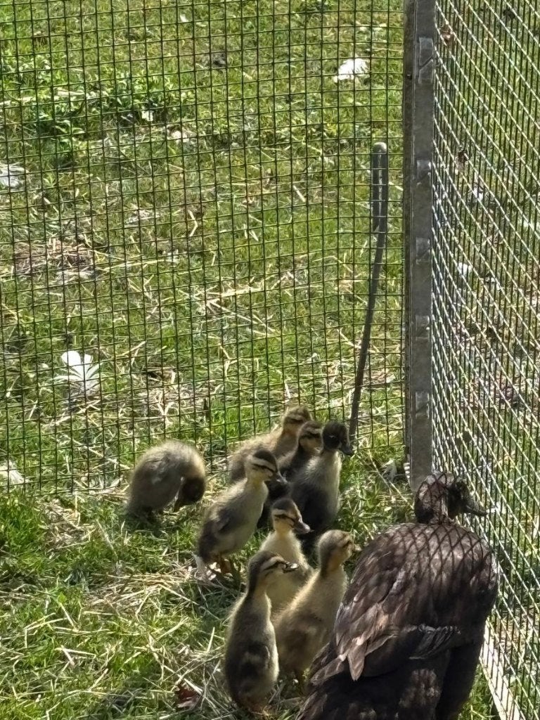 Indische loopeendjes, Geslacht onbekend, Eend