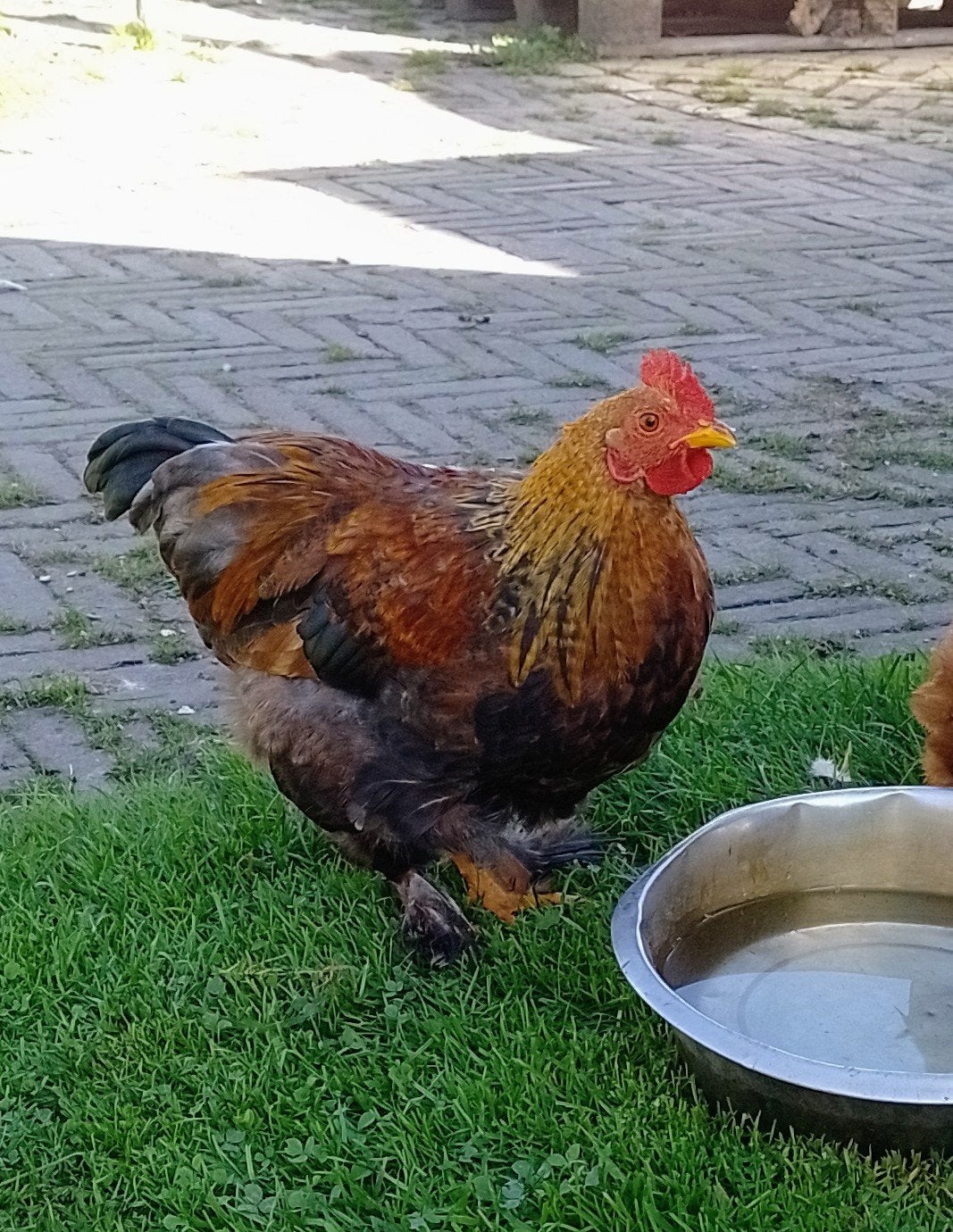 3 krielhanen , ook per stuk af te halen, Dieren en Toebehoren, Mannelijk, Kip