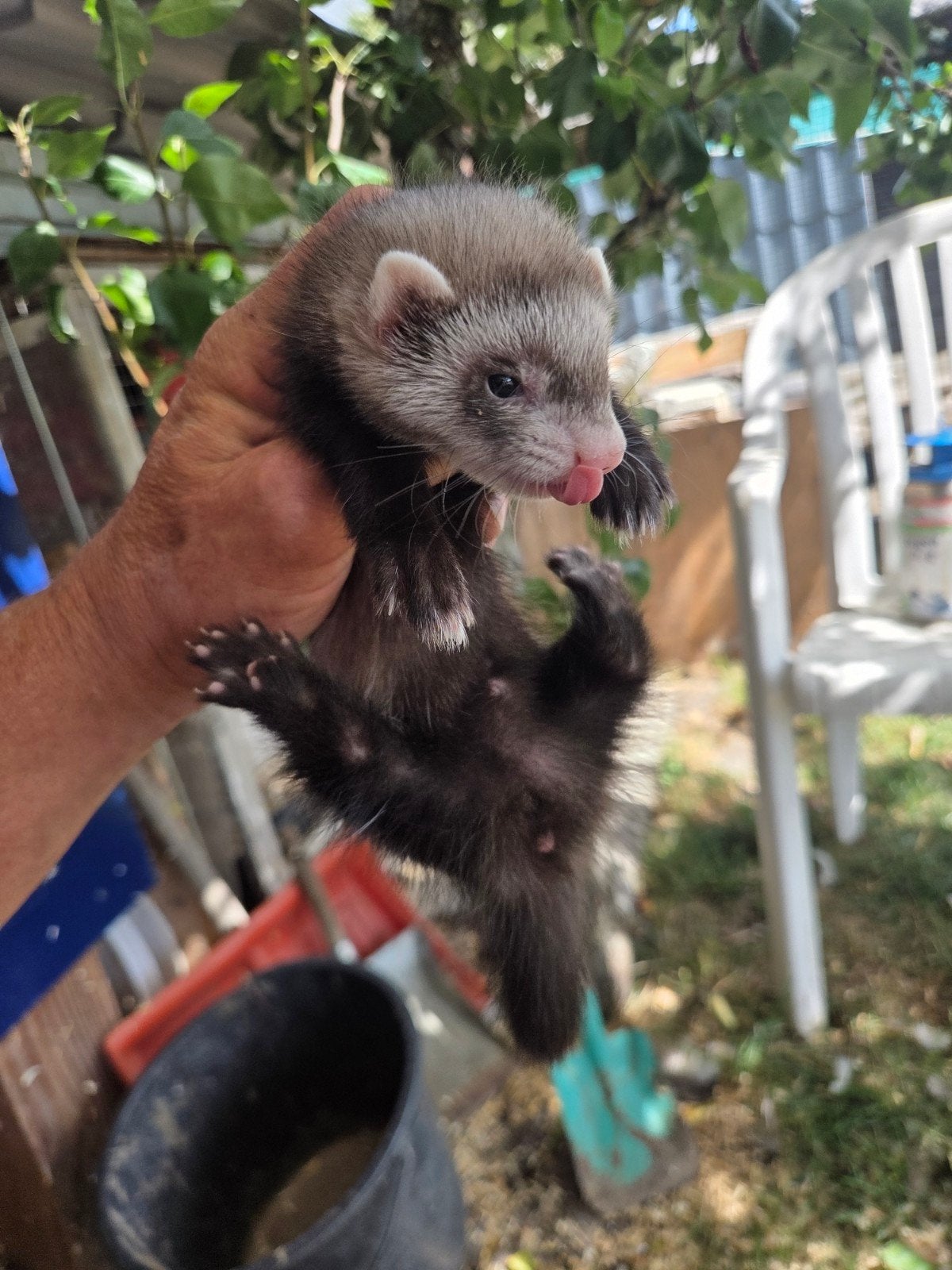 Lieve fretten pups te koop, Dieren en Toebehoren, Mei, Meerdere dieren