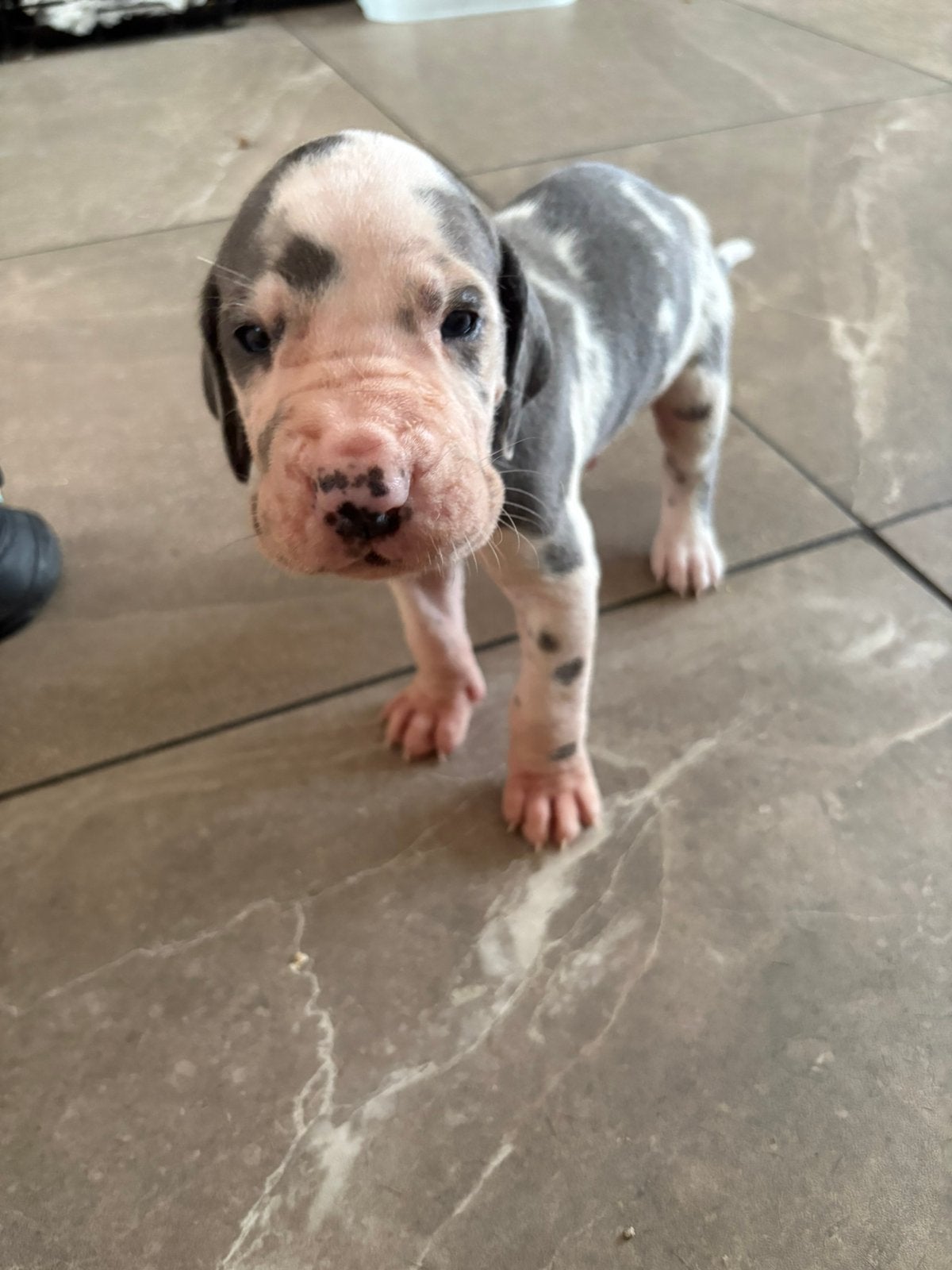 🥰🥰duitse dog pups🥰🥰, 8 tot 15 weken, Parvo, Eén hond, Nederland