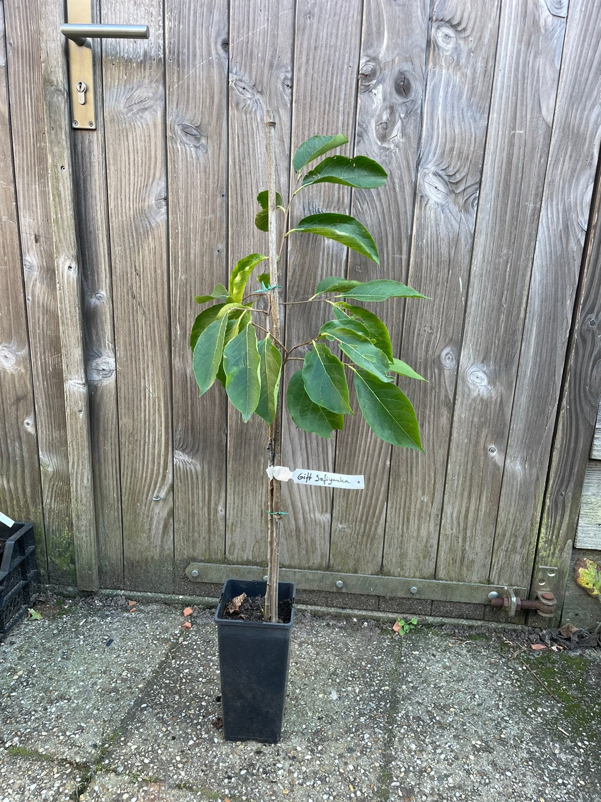 Hybride kakiboom 'Dar Sophievki’, Ophalen of Verzenden, Minder dan 100 cm, Lente