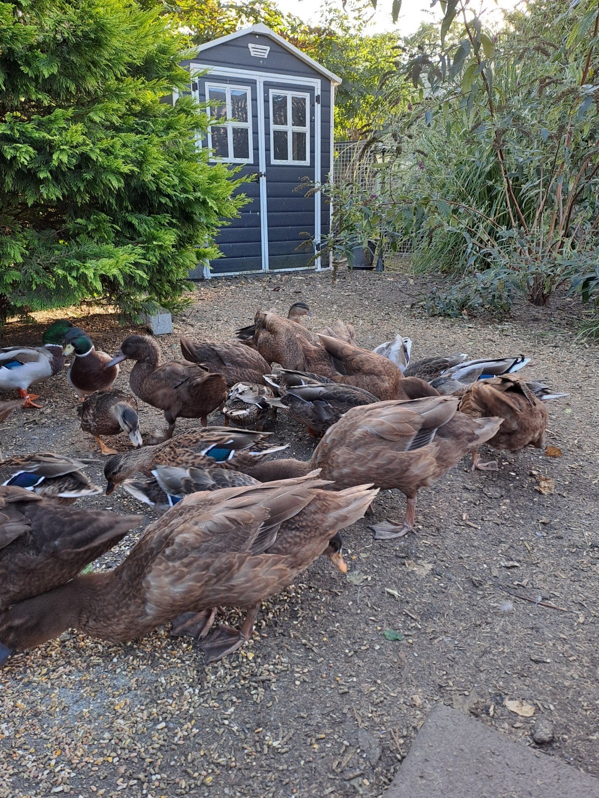 koppels jonge kwakers, Dieren en Toebehoren, Meerdere dieren, Eend