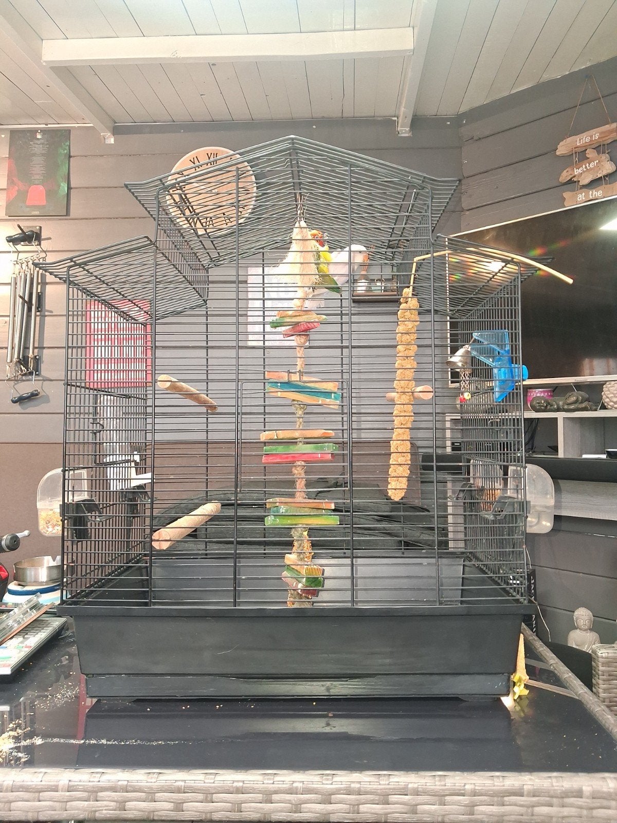 leuke jonge agapornissen, Geslacht onbekend, Dwergpapegaai of Agapornis, Tam