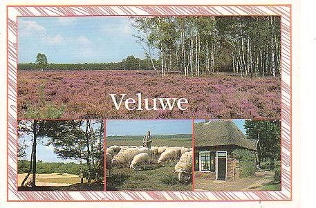 Ansichtkaart 	Veluwe	4-luik	Schapen	Heide, Verzenden, 1960 tot 1980, Gelopen, Gelderland