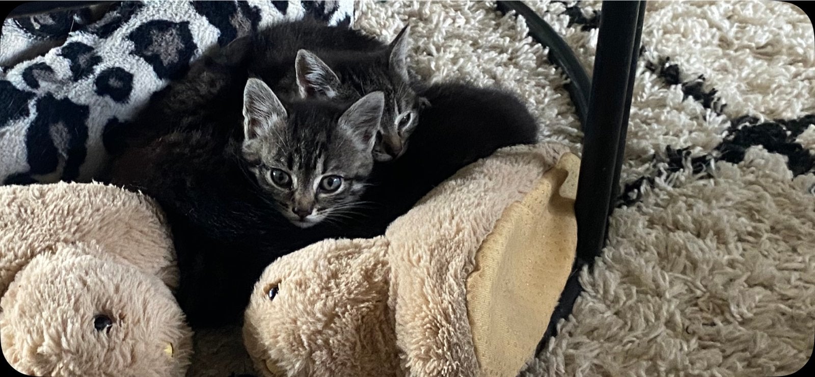 Kittens, Dieren en Toebehoren, Meerdere dieren, Kortharig, 0 tot 2 jaar