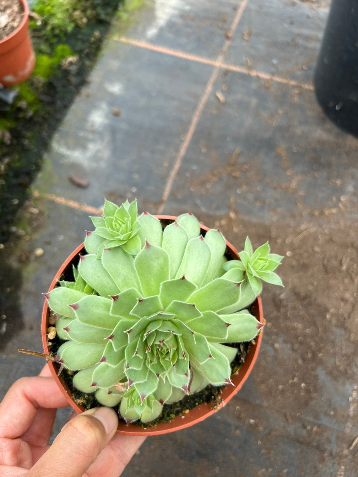Sempervivum, Ophalen of Verzenden, Halfschaduw, Minder dan 100 cm