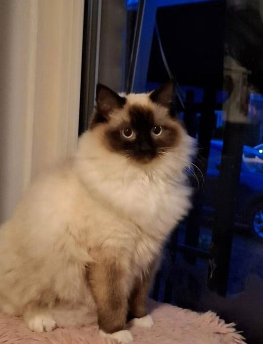 Lieve Ragdoll poes, Poes, Gechipt, 0 tot 2 jaar