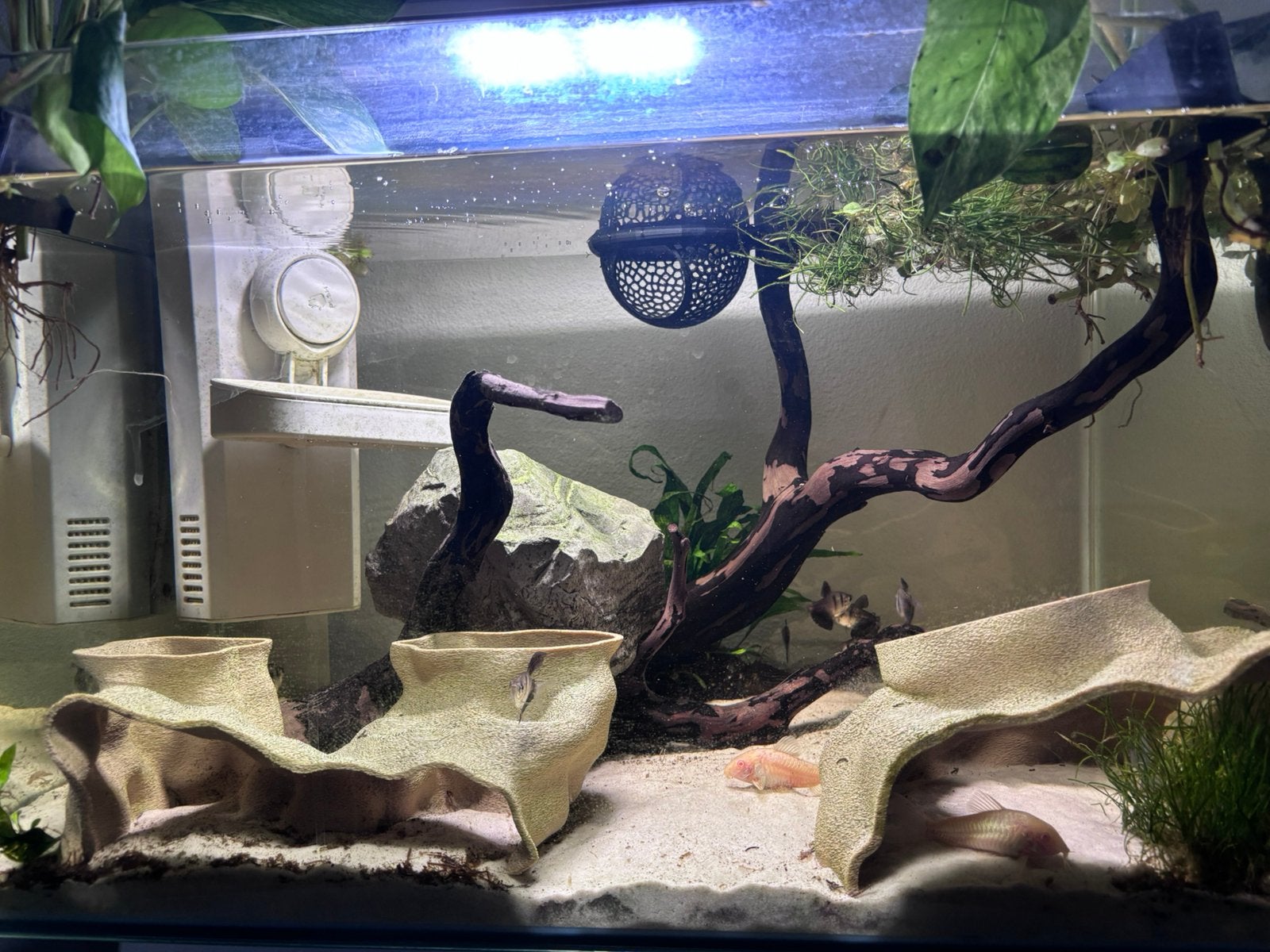 70 liter aquarium te koop, Overige soorten