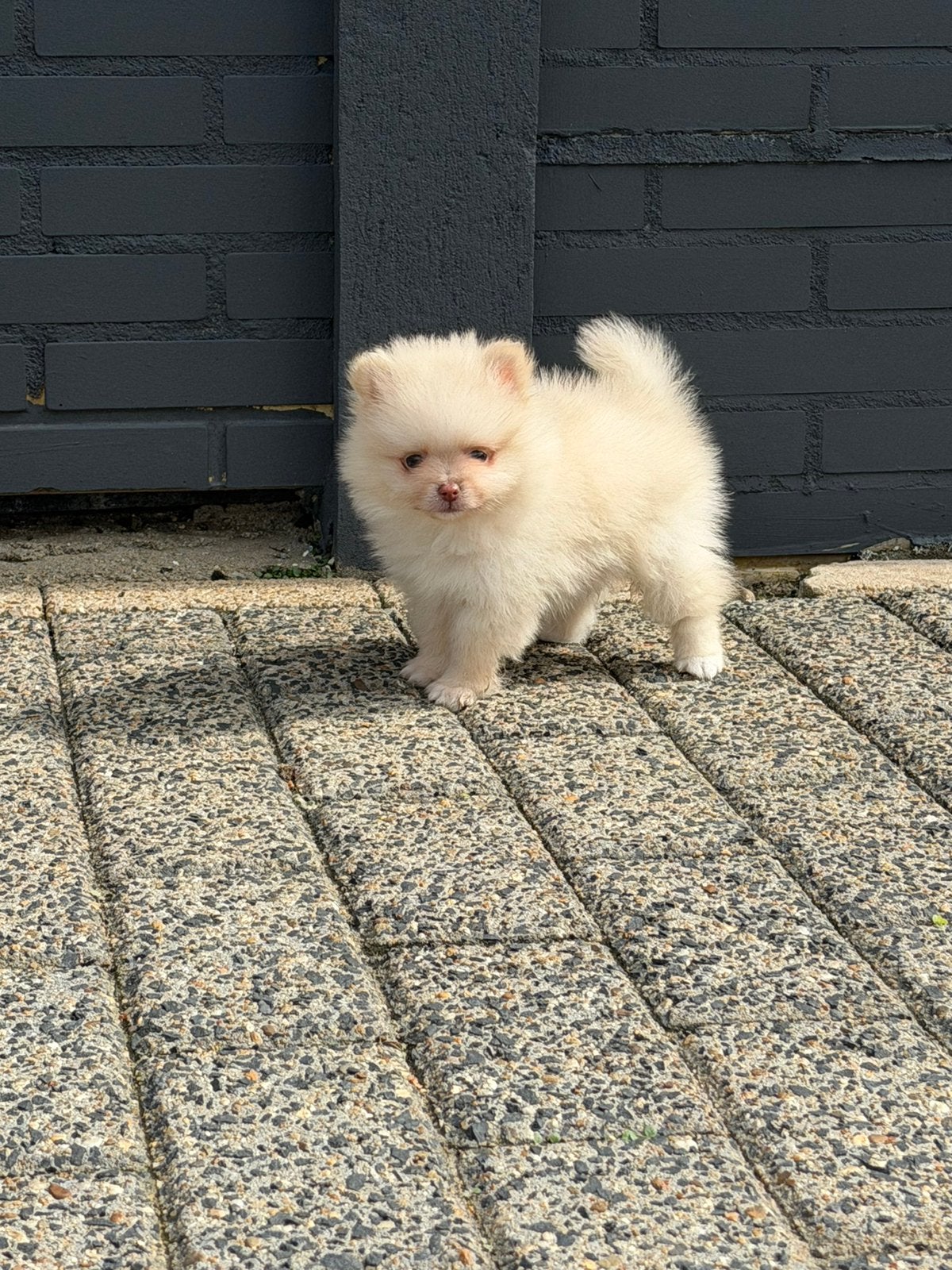 Pomeriaan pups vader FCI stamboom ouders BEIDE aanwezig, Parvo, Keeshond, 8 tot 15 weken, Meerdere
