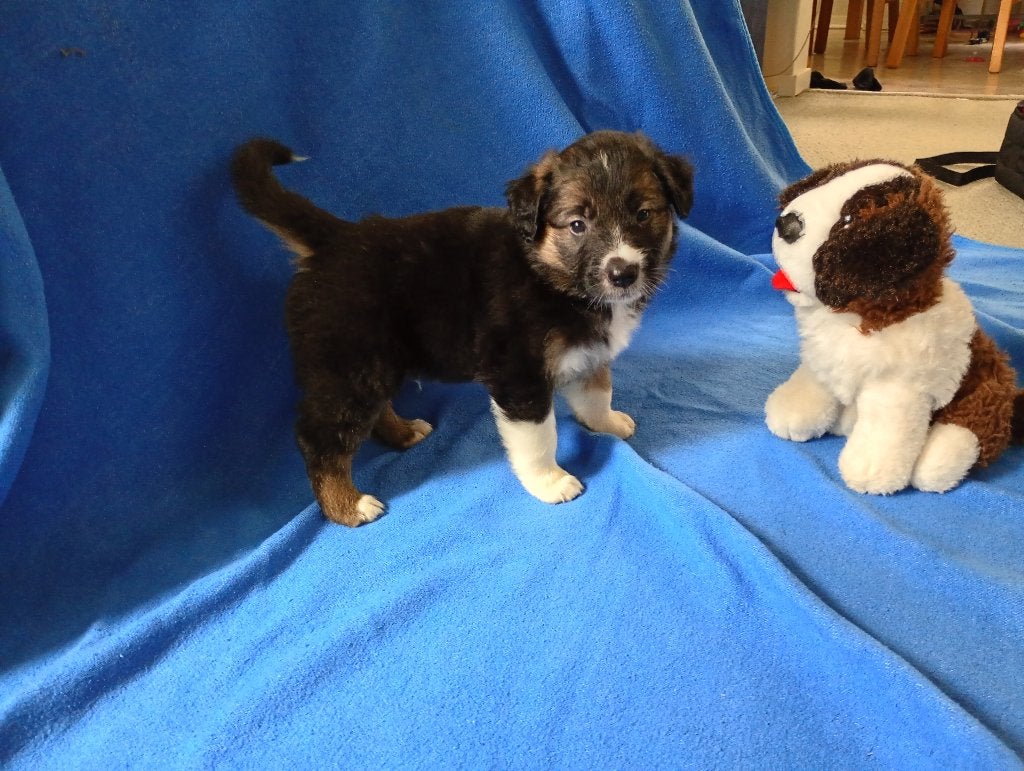 Prachtige kruising Border Collie en Golden Retriever, Dieren en Toebehoren, Overige rassen, 8 tot 15 weken, Parvo, Meerdere