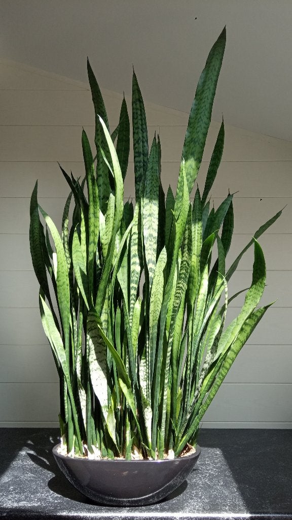 Sansevieria zeylanica (Vrouwentong) incl. ovale Pot, Ophalen, Vetplant, 100 tot 150 cm, Halfschaduw