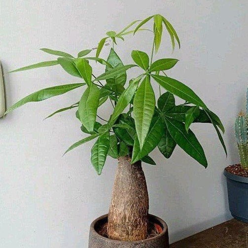 bonsai pachira 40cm  Weinig water/licht nodig, Ophalen, Halfschaduw, In pot, Minder dan 100 cm